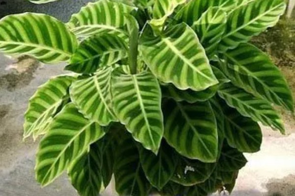 天鹅绒竹芋怎么养殖，春夏秋季节需时常喷水增湿