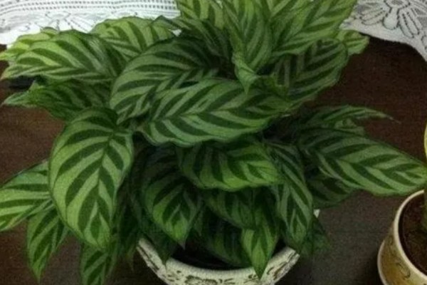 天鹅绒竹芋怎么养殖，春夏秋季节需时常喷水增湿