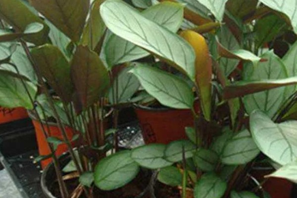 天鹅绒竹芋怎么养殖，春夏秋季节需时常喷水增湿