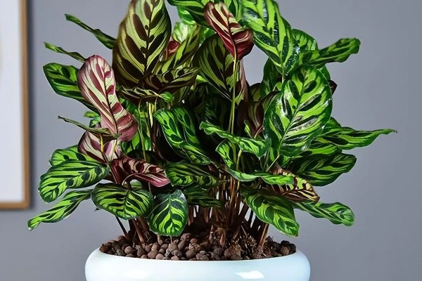 天鹅绒竹芋怎么养殖，春夏秋季节需时常喷水增湿