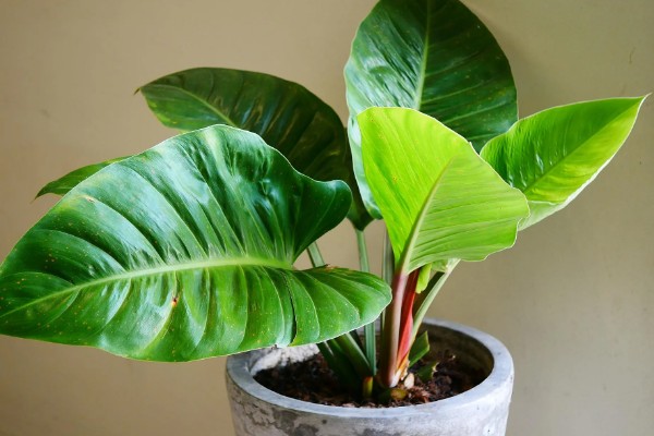 天鹅绒竹芋怎么养殖，春夏秋季节需时常喷水增湿