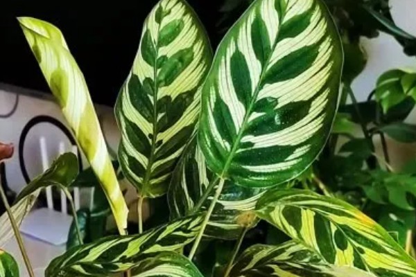 天鹅绒竹芋怎么养殖，春夏秋季节需时常喷水增湿