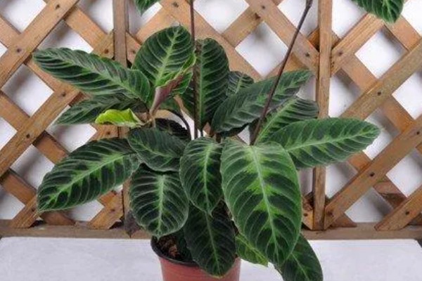 天鹅绒竹芋怎么养殖，春夏秋季节需时常喷水增湿