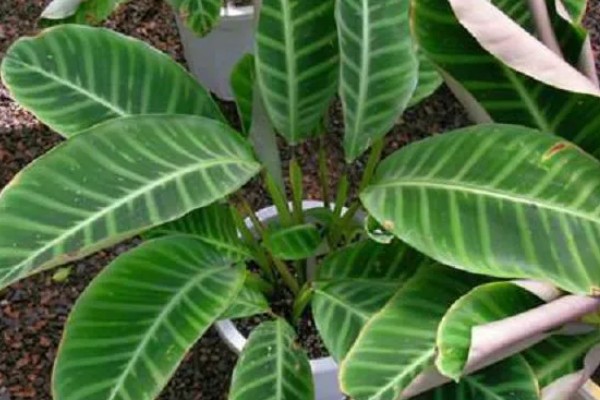 天鹅绒竹芋怎么养殖，春夏秋季节需时常喷水增湿