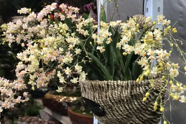 梦香兰的养殖方法，每隔10-15天追肥一次