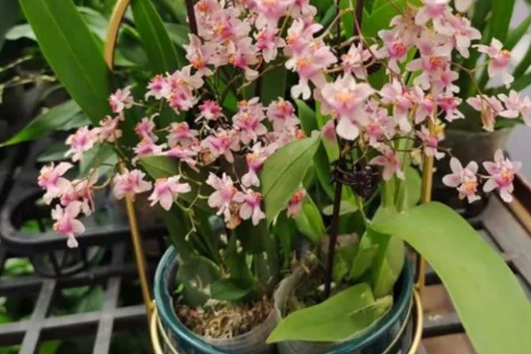 梦香兰的养殖方法，每隔10-15天追肥一次