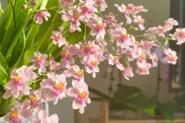 梦香兰的养殖方法，每隔10-15天追肥一次