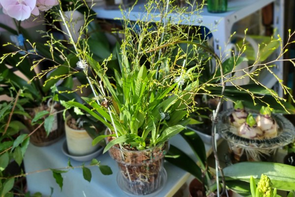 梦香兰的养殖方法，每隔10-15天追肥一次