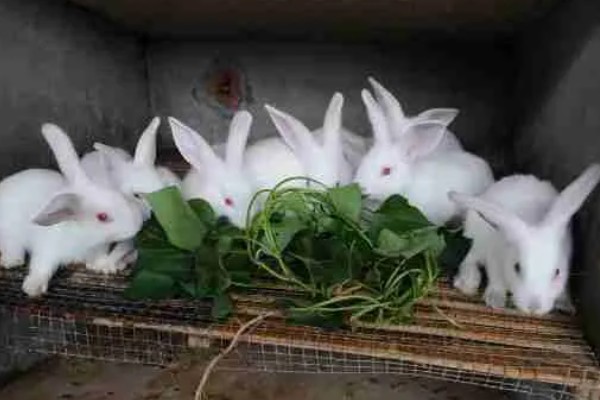 肉兔的饲养原则，以青料为主辅之以精料