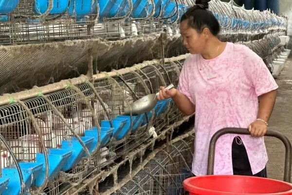 肉兔的饲养原则，以青料为主辅之以精料