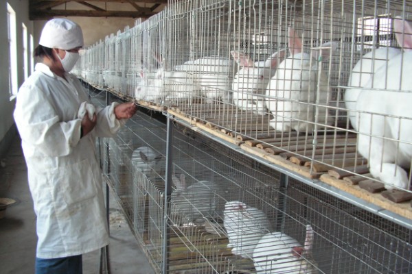 肉兔的饲养原则，以青料为主辅之以精料