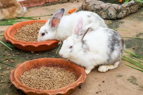 肉兔的饲养原则，以青料为主辅之以精料