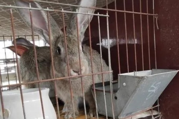 肉兔的饲养原则，以青料为主辅之以精料