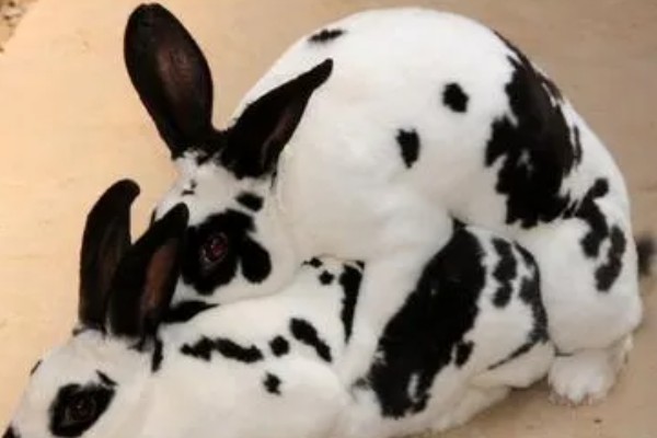 肉兔的饲养原则，以青料为主辅之以精料