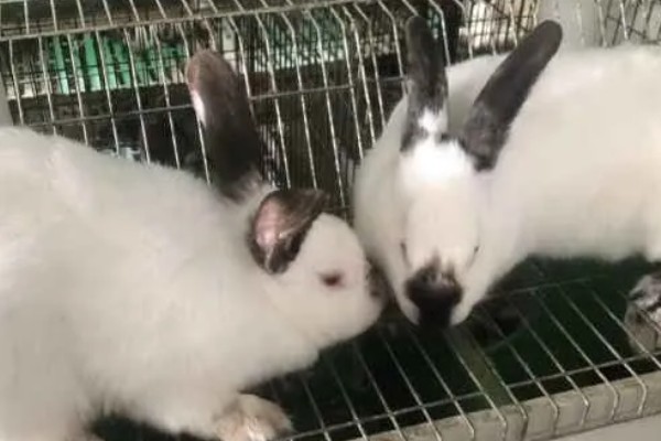 肉兔的饲养原则，以青料为主辅之以精料