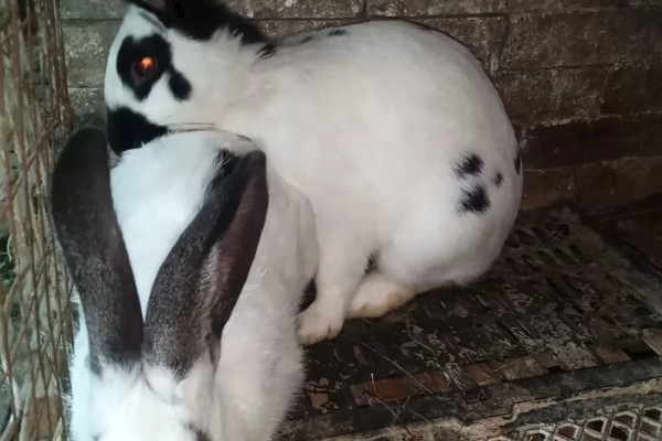 肉兔的饲养原则，以青料为主辅之以精料