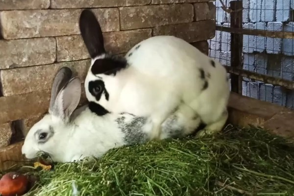 肉兔的饲养原则，以青料为主辅之以精料