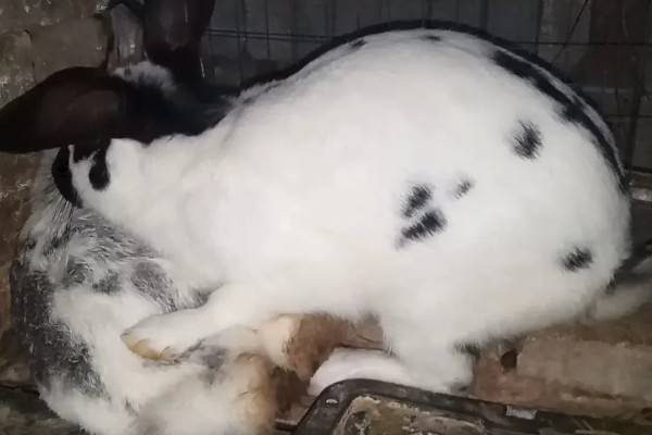 肉兔的饲养原则，以青料为主辅之以精料