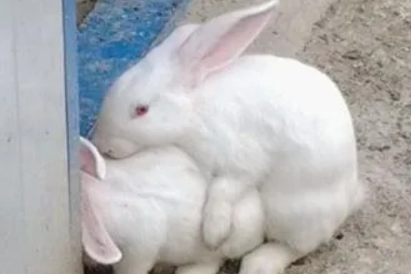 肉兔的饲养原则，以青料为主辅之以精料