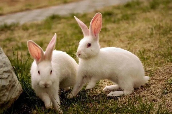 肉兔的饲养原则，以青料为主辅之以精料