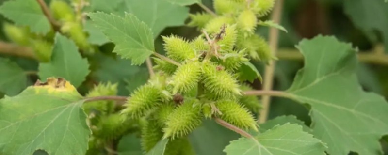 植物怎么传播种子，以风力传播、水流传播、动物传播为主