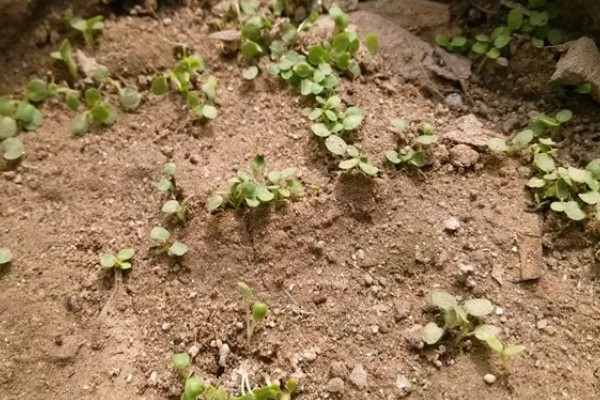 益母草的种植要点，春播需中耕除草3次