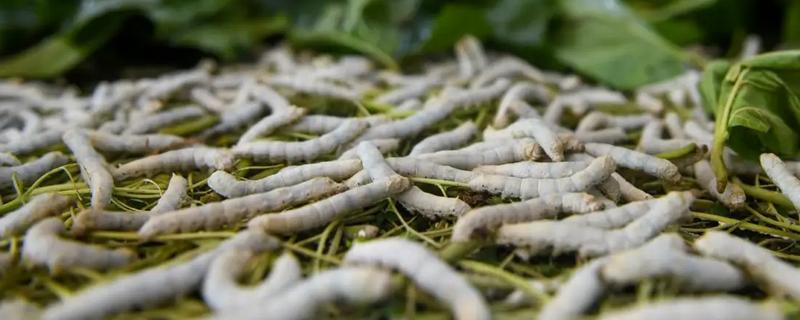 蚕产卵后不想养了怎么处理,数量较大可将其卖给养蚕场