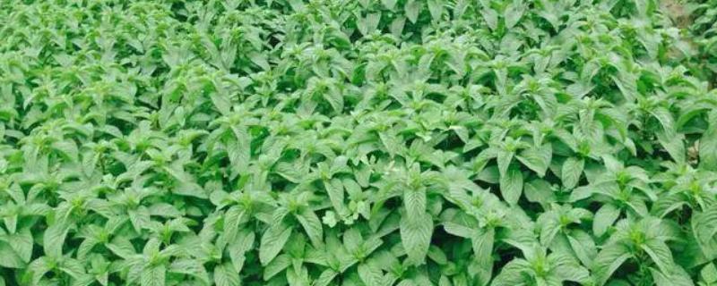 薄荷怎么种植，选择生长健壮的作为母株繁殖