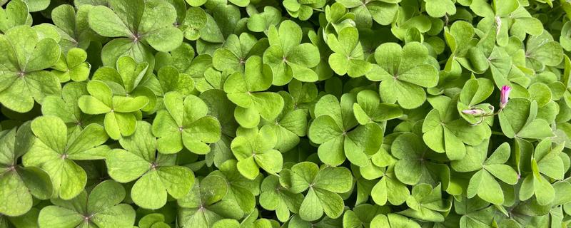 六叶草的寓意,寓意希望、幸福等