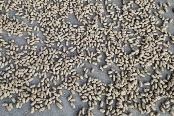 棉花种子怎么处理，用药拌种可防治害虫