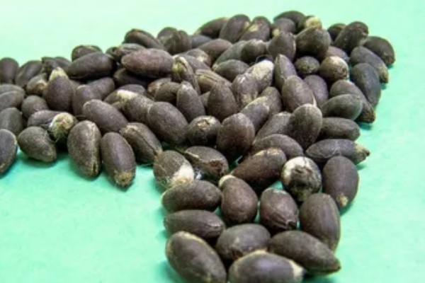 棉花种子怎么处理，用药拌种可防治害虫