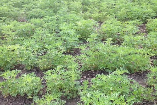 益母草的种植要点，春播需中耕除草3次