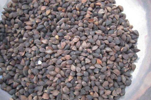 棉花种子怎么处理，用药拌种可防治害虫