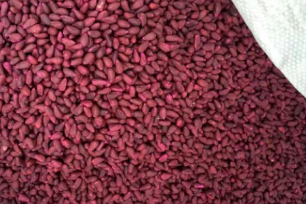 棉花种子怎么处理，用药拌种可防治害虫