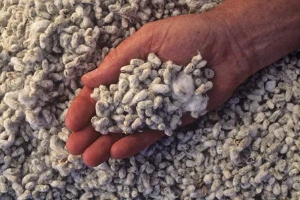 棉花种子怎么处理，用药拌种可防治害虫