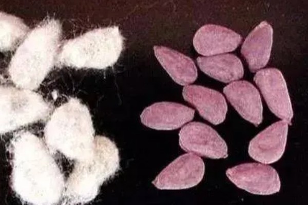 棉花种子怎么处理，用药拌种可防治害虫