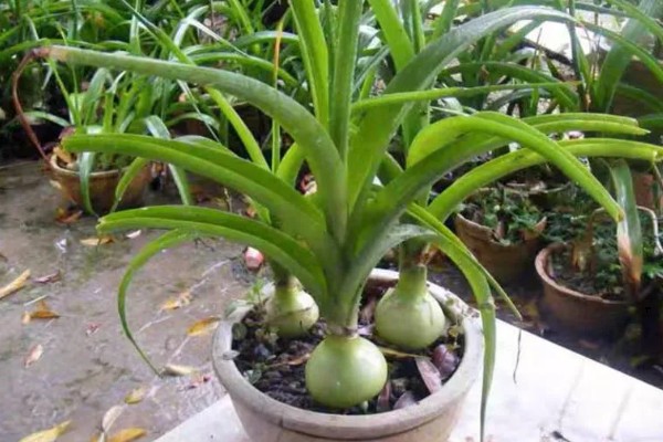 虎眼万年青如何养殖，喜欢在干燥的气候下生长