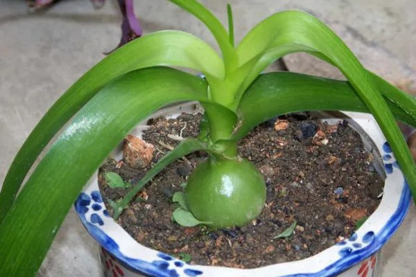 虎眼万年青如何养殖，喜欢在干燥的气候下生长