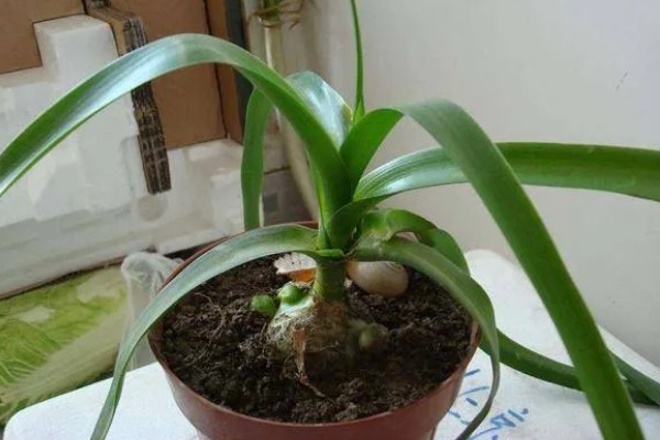 虎眼万年青如何养殖，喜欢在干燥的气候下生长