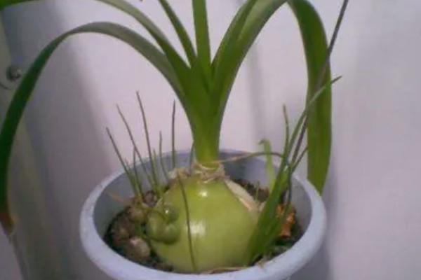 虎眼万年青如何养殖，喜欢在干燥的气候下生长