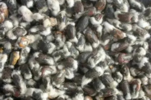 棉花种子怎么处理，用药拌种可防治害虫