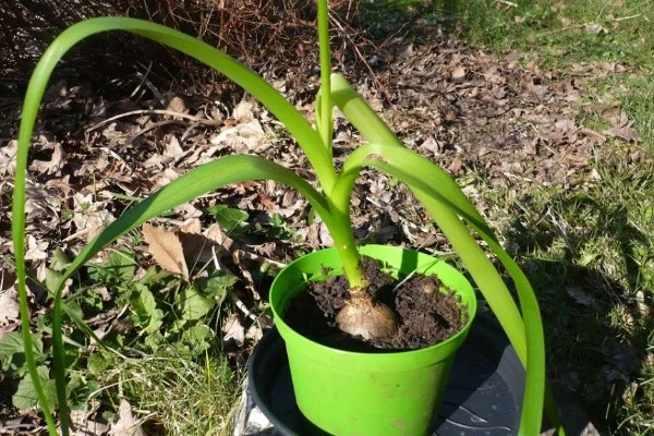 虎眼万年青如何养殖，喜欢在干燥的气候下生长