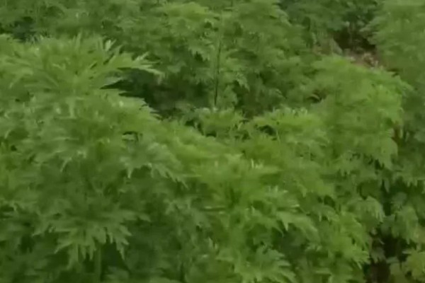 益母草的种植要点，春播需中耕除草3次