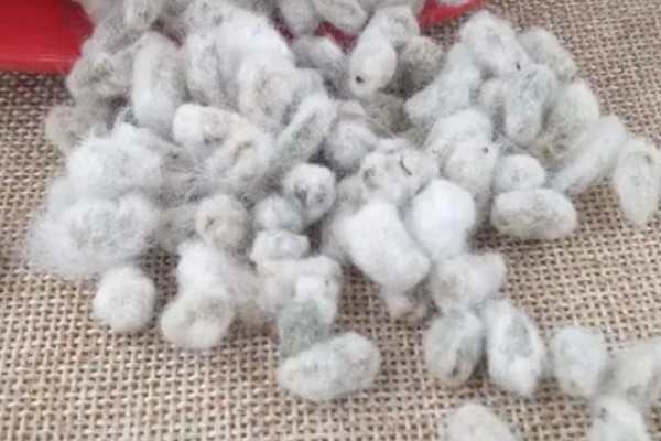 棉花种子怎么处理，用药拌种可防治害虫