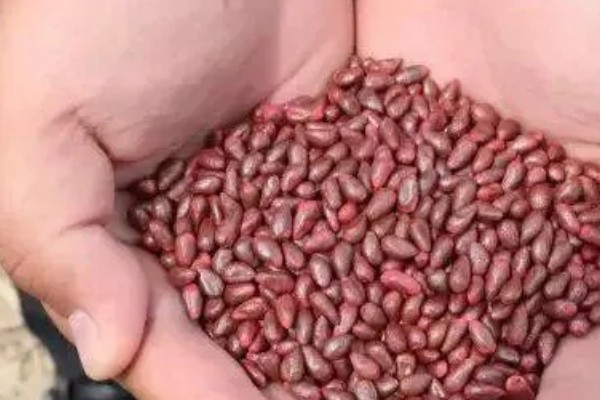 棉花种子怎么处理，用药拌种可防治害虫