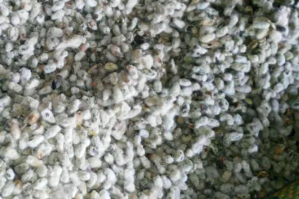 棉花种子怎么处理，用药拌种可防治害虫