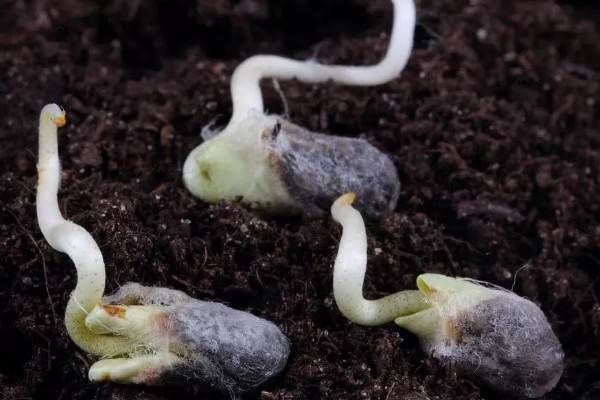 棉花种子怎么处理，用药拌种可防治害虫