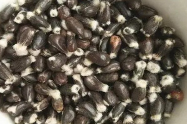 棉花种子怎么处理，用药拌种可防治害虫