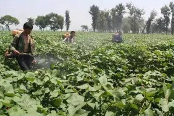 棉花种子怎么处理，用药拌种可防治害虫