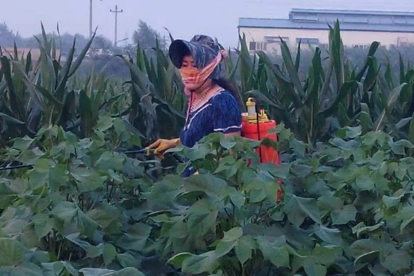 棉花种子怎么处理，用药拌种可防治害虫